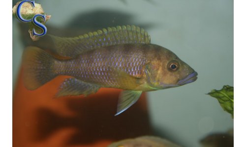 Ctenochromis benthicola